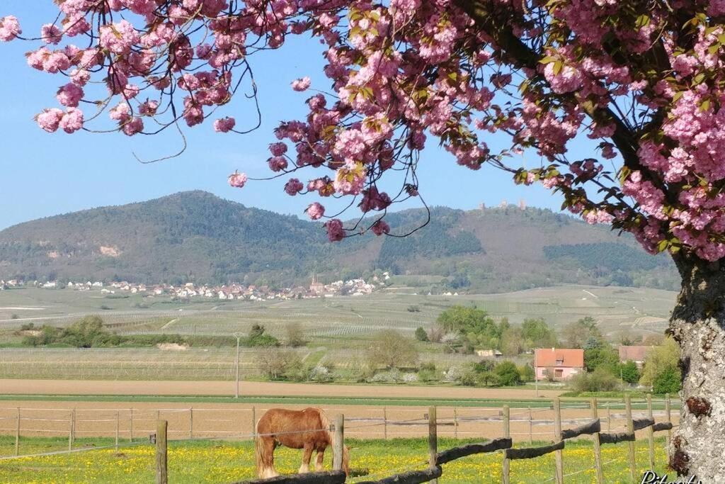 Gite A Eguisheim Proche De Colmar Et Kaysergberg. Экстерьер фото